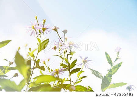 シオン シオン 47865493