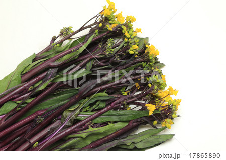 食材 紅菜花 ベニナバナ 食材 紅菜花 ベニナバナ 47865890