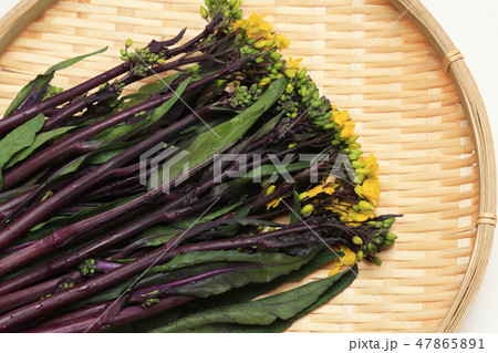 食材　紅菜花　ベニナバナ 47865891