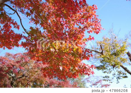 定光寺 紅葉散歩の写真素材