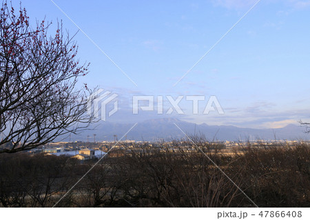 曽我梅林 47866408