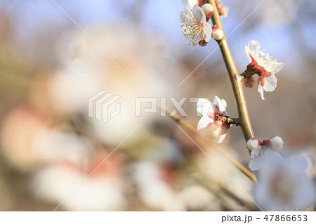 曽我梅林 曽我梅林 47866653