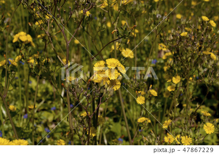 オニタビラコ 47867229