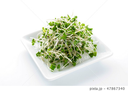 ブロッコリースプラウト ブロッコリースプラウト 47867340