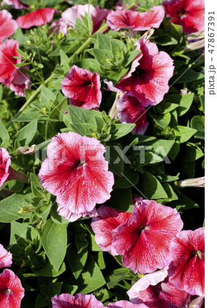 ペチュニア ペチュニア 47867391
