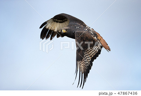 Close up of an Augur buzzard in flight 47867436