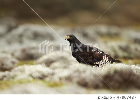 Close up of an Augur buzzard, Bale mountains Close up of an Augur buzzard, Bale mountains 47867437