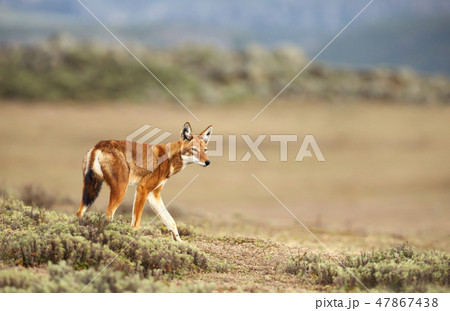 Close up of a rare and endangered Ethiopian wolf 47867438