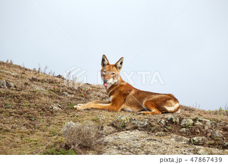 Close up of a rare and endangered Ethiopian wolf 47867439