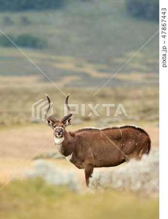 Mountain Nyala standing in the grassland 47867443