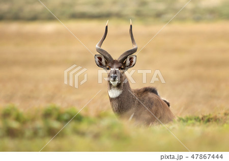 Mountain Nyala lying in the grass 47867444