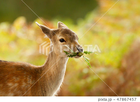 Fallow deer fawn eating leaves Fallow deer fawn eating leaves 47867457