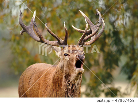 Red deer stag roaring during rutting season Red deer stag roaring during rutting season 47867458