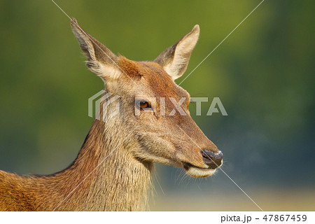 Close-up of red deer hind Close-up of red deer hind 47867459