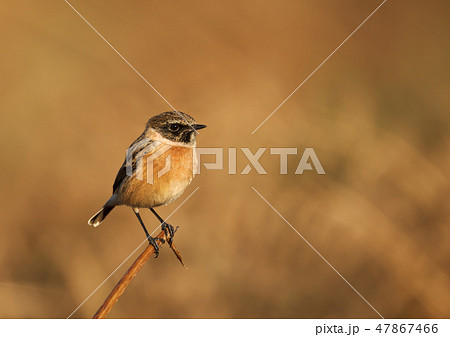 European stonechat perching on a branch 47867466