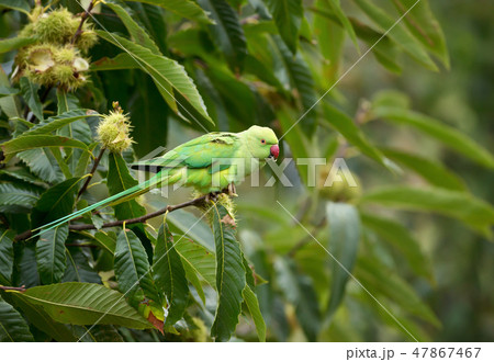 Ring-necked Parakeet perched on a tree branch 47867467