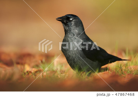 Eurasian Jackdaw in the meadow in autumn 47867468