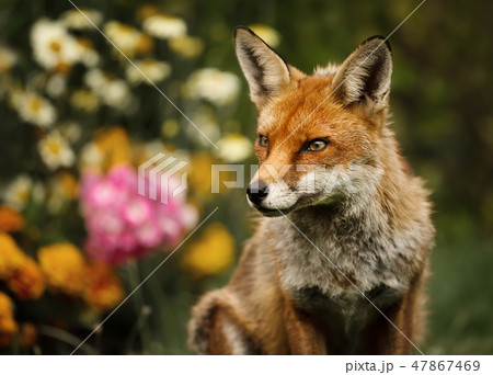 Red fox in the garden with flowers 47867469