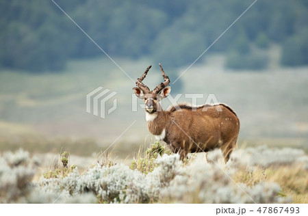 Mountain Nyala standing in grassland Mountain Nyala standing in grassland 47867493