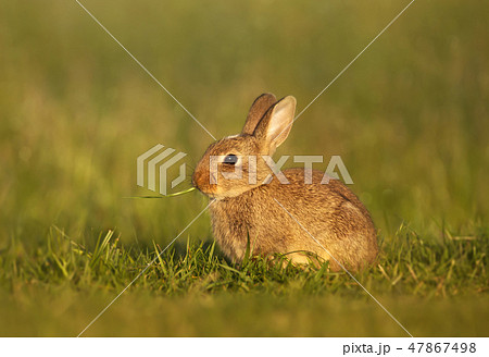Close up of European rabbit eating grass Close up of European rabbit eating grass 47867498