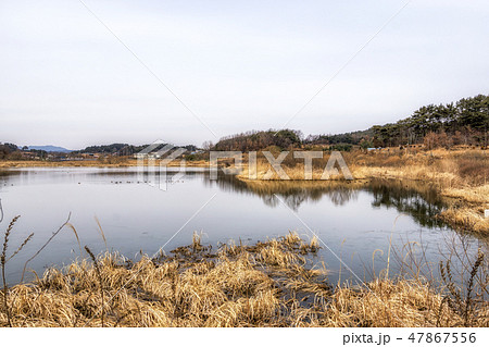 Younghwasil Pond and reeds Younghwasil Pond and reeds 47867556