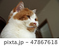猫の千代丸048 47867618