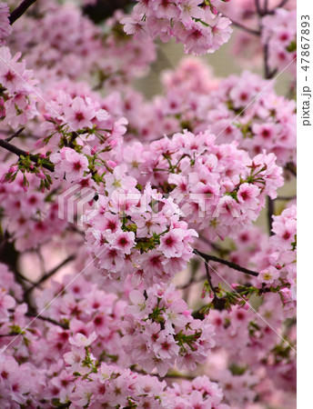 桜 さくら サクラ 47867893