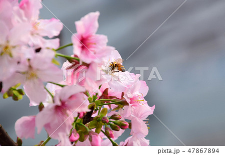桜 さくら サクラ 47867894