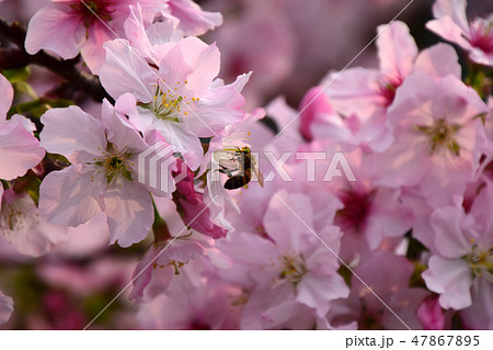 桜 さくら サクラ 47867895