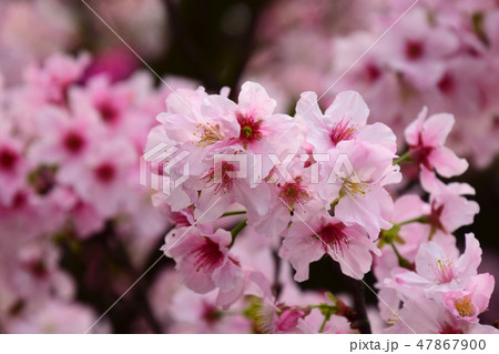 桜 さくら サクラ 47867900