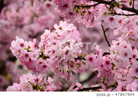 桜 さくら サクラ 47867904