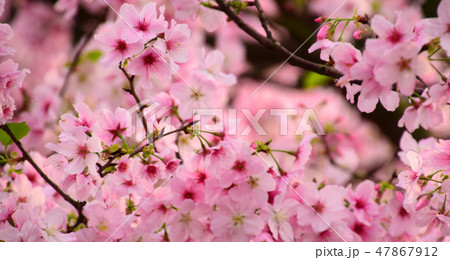 桜 さくら サクラ 47867912