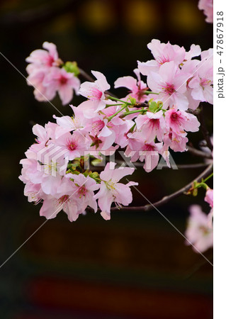 桜 さくら サクラ 47867918