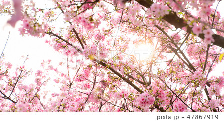 桜 さくら サクラ 47867919
