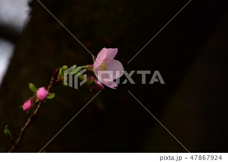 桜 さくら サクラ 47867924