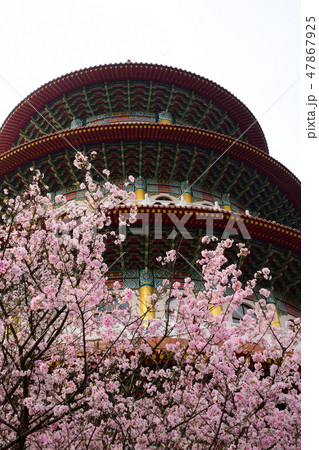 桜 さくら サクラ 47867925