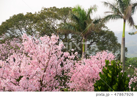 桜 さくら サクラ 47867926