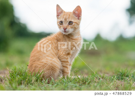 Portrait of cute young striped cat 47868529
