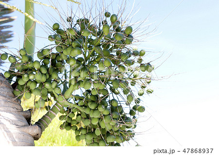 トックリヤシの実 47868937