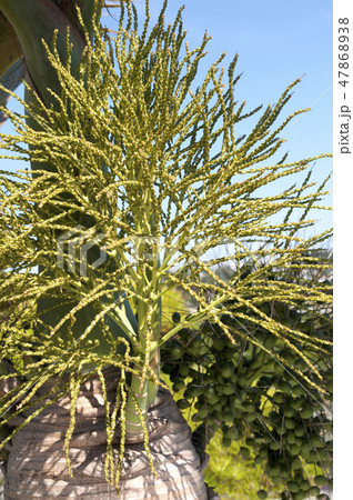 トックリヤシの花穂 47868938