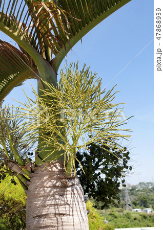 トックリヤシ 47868939