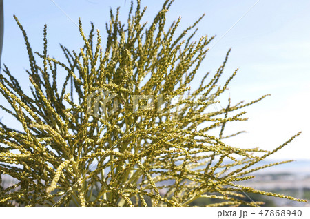 トックリヤシの花穂 47868940