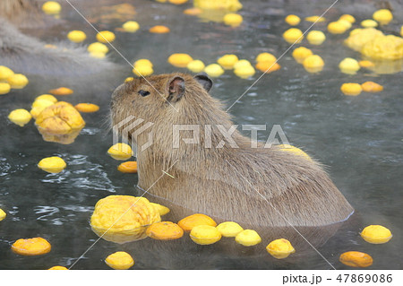ゆず湯!カピバラ家族 ゆず湯!カピバラ家族 47869086