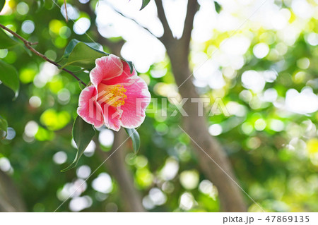 ピンクのサンペイツバキの花 ピンクのサンペイツバキの花 47869135