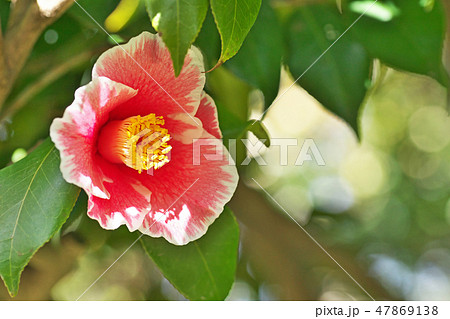 ピンクのサンペイツバキの花 ピンクのサンペイツバキの花 47869138