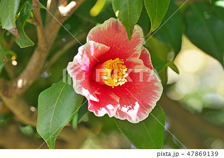 ピンクのサンペイツバキの花 ピンクのサンペイツバキの花 47869139
