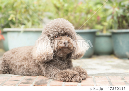 犬 狗 わんこ 47870115