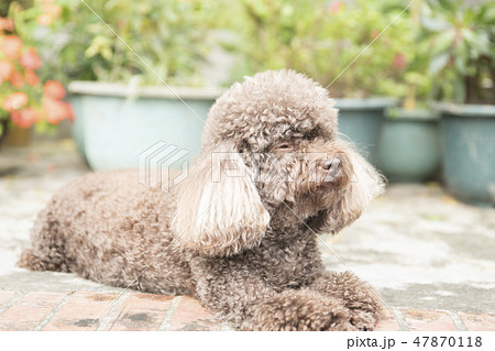 犬 狗 わんこ 47870118
