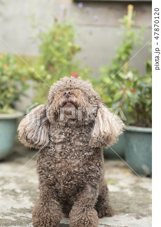 犬 狗 わんこ 47870120