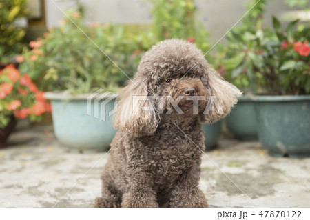 犬 狗 わんこ 47870122